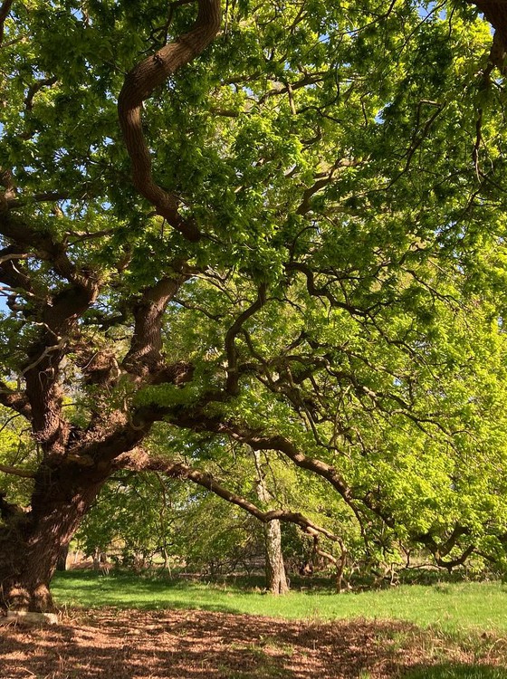 Ancient oak tree with green leaves.