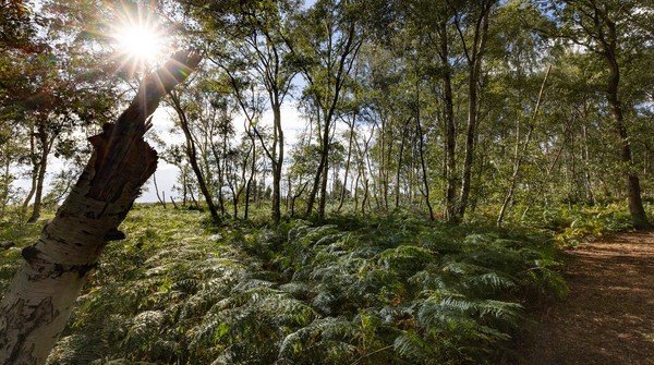 Gomde UK Woodlands