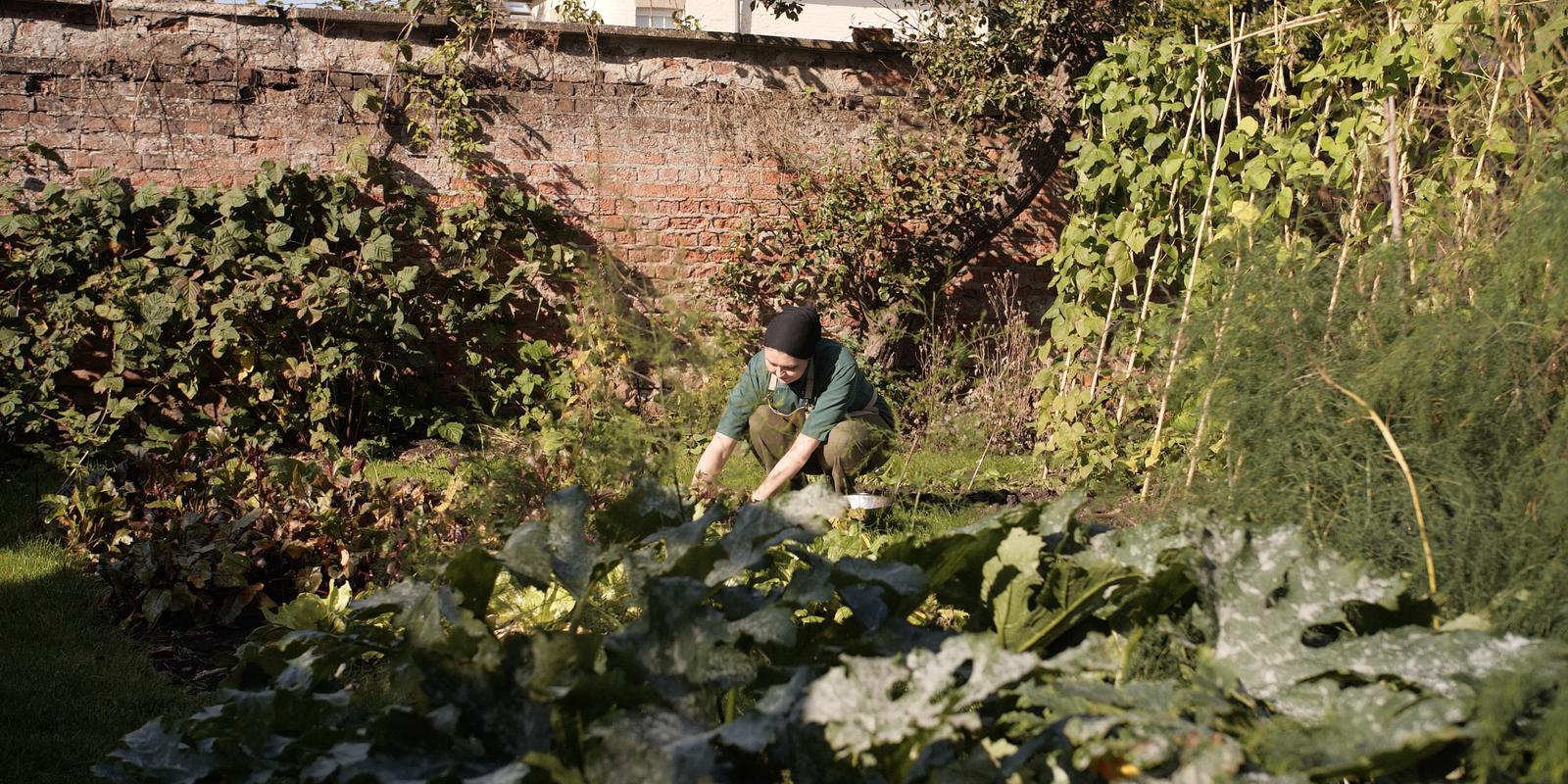 Organic gardening at Buddhist centre in England.